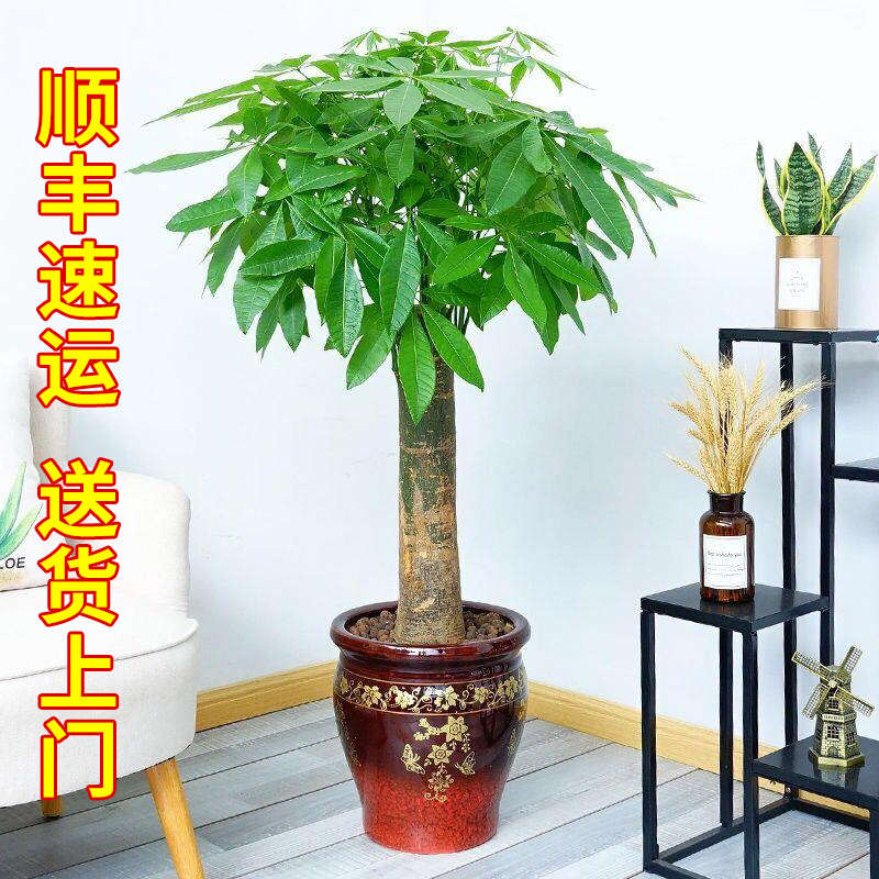 发财树客厅大型盆栽办公室内旺宅植物辫子招财树开业送礼乔迁绿植