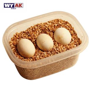 罕见宠物小乌龟蛋可孵化套装认主适合家养的儿童中华苏北金线草龟