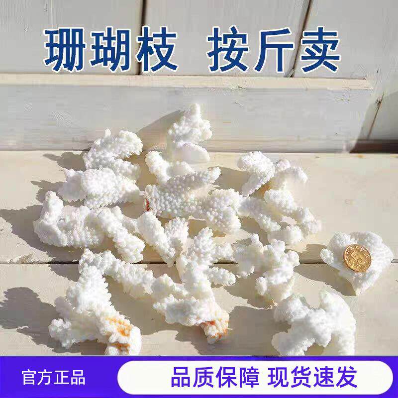 天然白珊瑚骨滤材珊瑚石造景底砂鱼池过滤鱼缸摆件纯天然白色