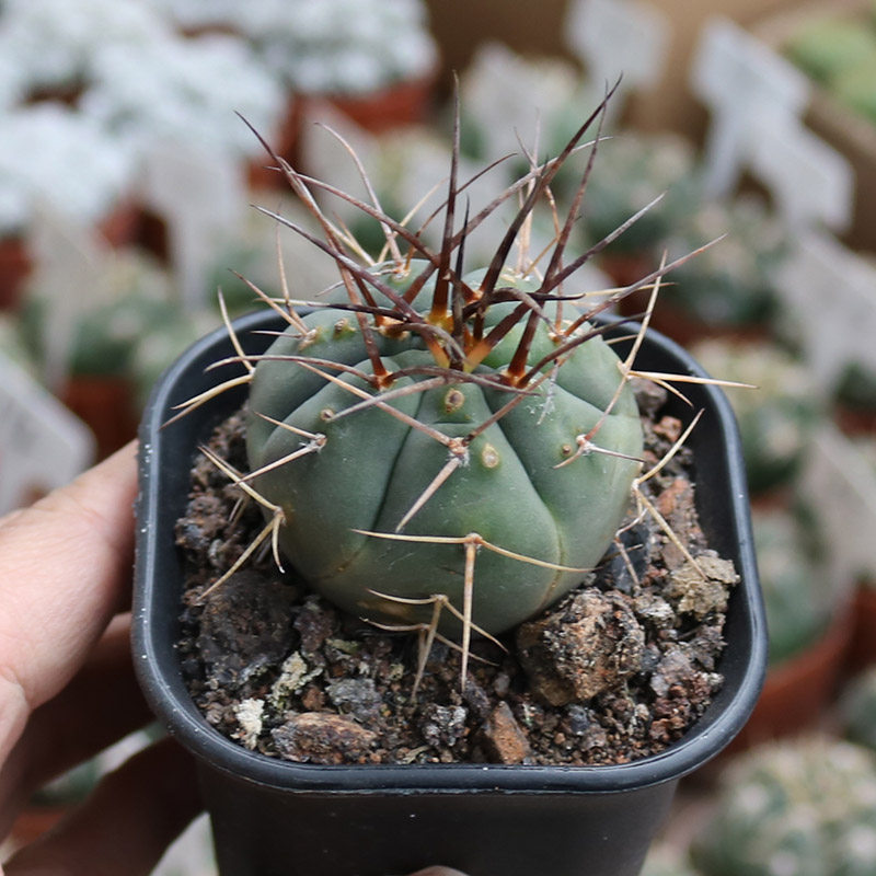 光琳玉狂刺仙人球稀有强刺美观裸萼球属仙人掌多肉庭院阳台小盆栽