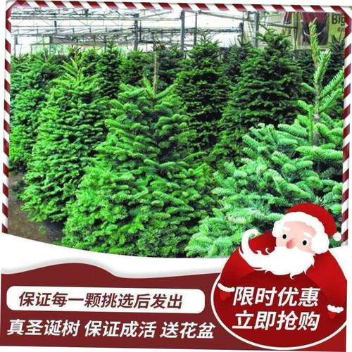 Real Christmas tree 1.5/2/2.5m potted Norwegian spruce pine