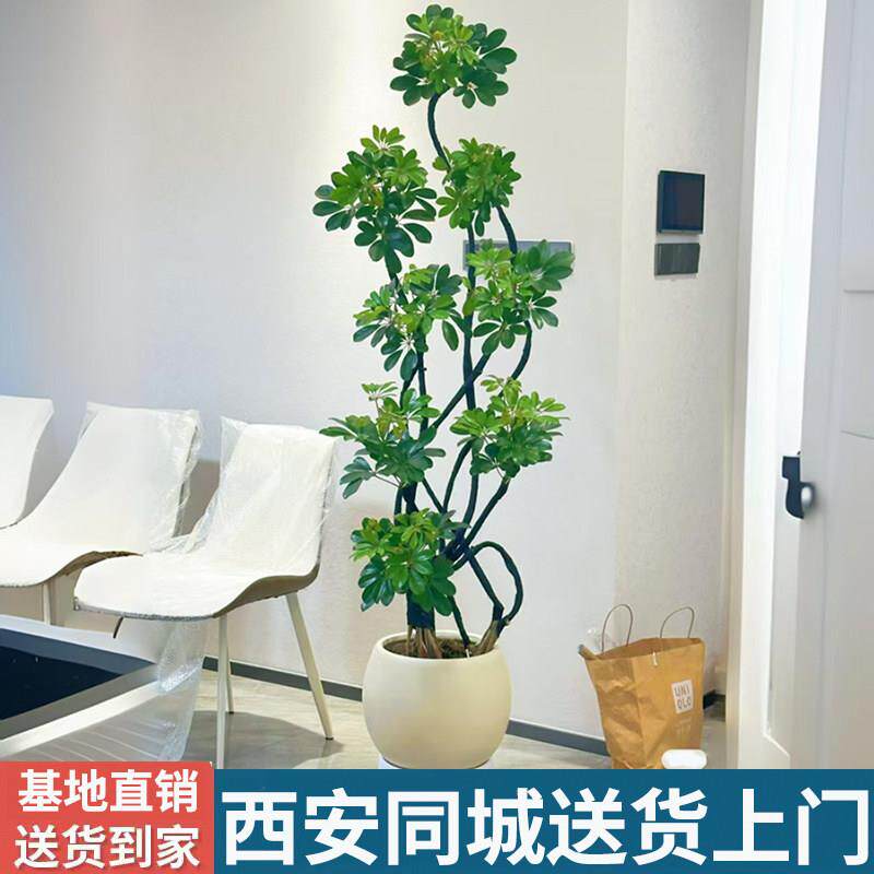 西安同城乔迁新居送礼橡皮树鸭脚木室内绿植客厅大型盆栽招财树