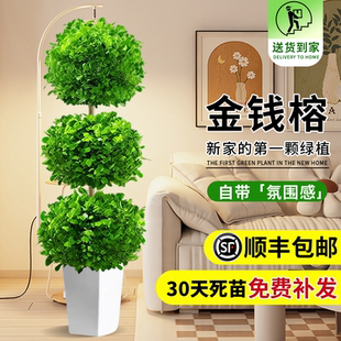 金钱榕盆景家用客厅大盆栽招财树造型金钱榕树室内小叶绿植老桩