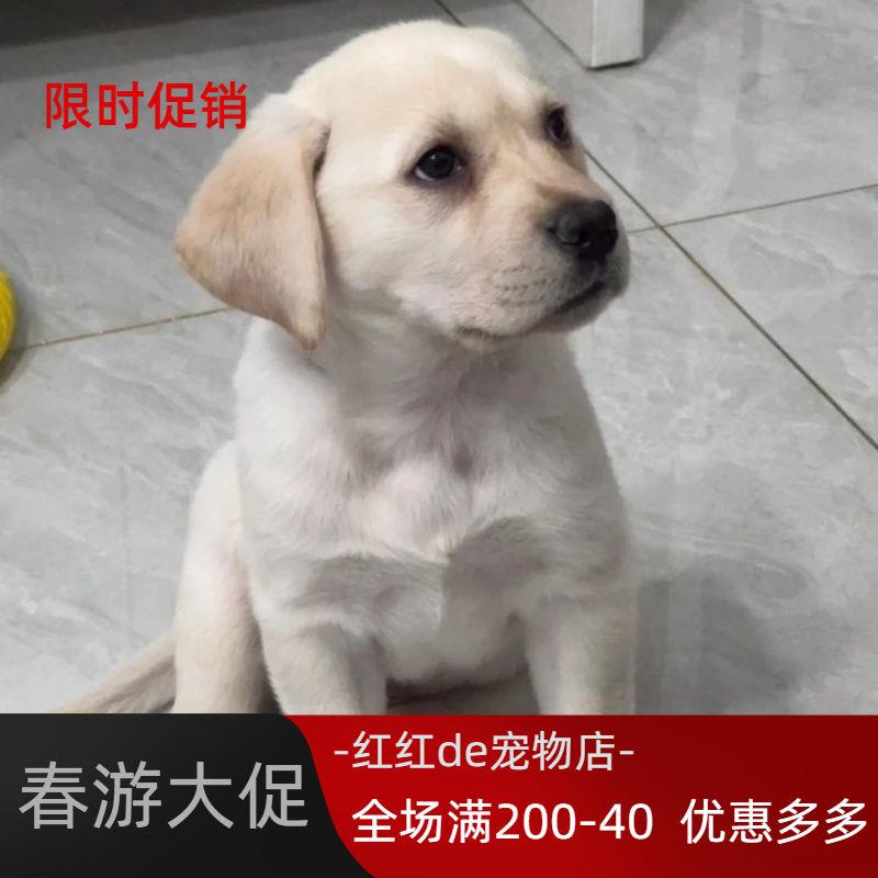 拉布拉多幼犬大型犬黑色