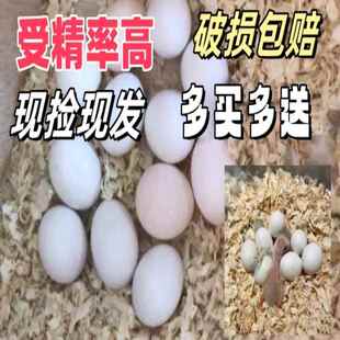 鹦鹉蛋受精可孵化种虎皮可人工孵当天新鲜鸟率高旋风
