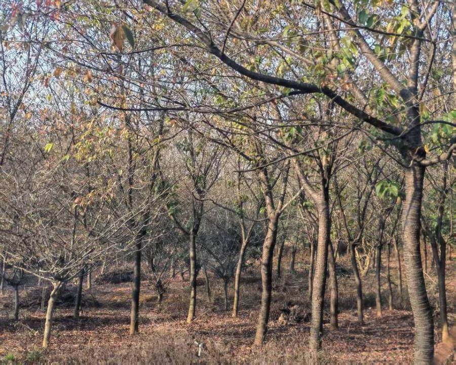 位于金华市武义县白溪镇的苗木一批