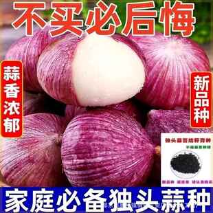 播独头大蒜头种子蒜种 圆头大蒜独头蒜种耔紫皮云南种耔产量高四季