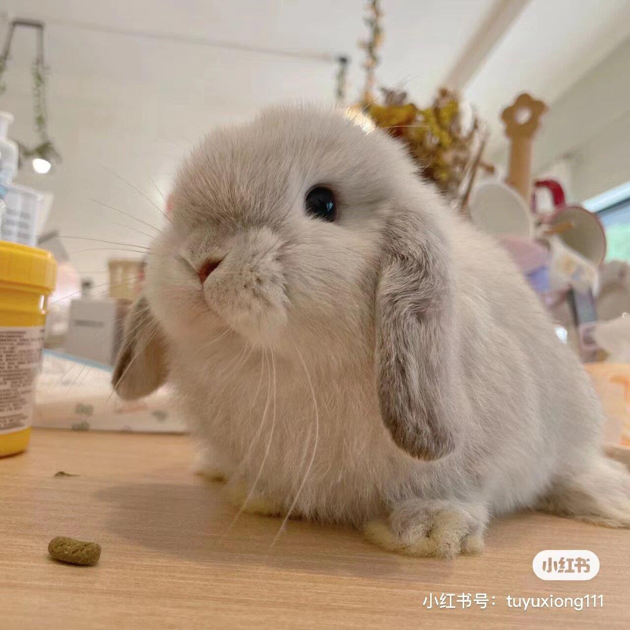 纯种进口双血二代荷兰侏儒兔垂耳兔长不大小体宠物兔子活体（随