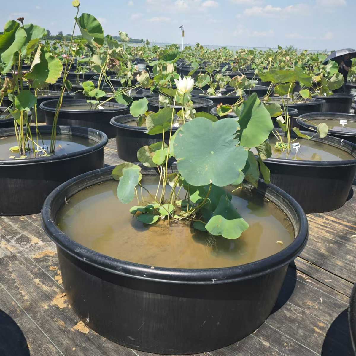 超大塑料盆洗衣盆大号洗澡盆睡莲荷花种植盆无孔水培牛津盆厂家