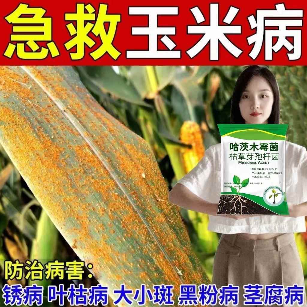 玉米病全治叶斑病黄叶枯