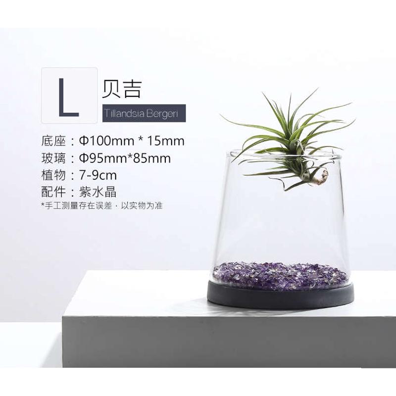 Pix空气凤梨桌面室内办公创意小盆栽玻璃微景观摆件无土绿植盆景