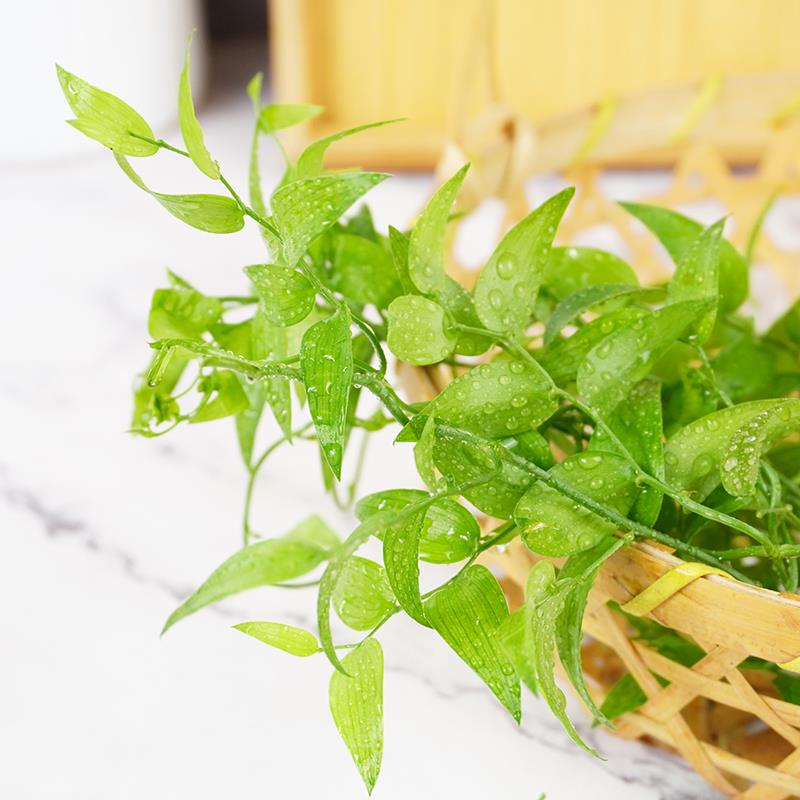 幸运星新鲜熊猫竹藤树苗阔叶舞竹酒楼餐厅摆盘装饰点缀花草叶子