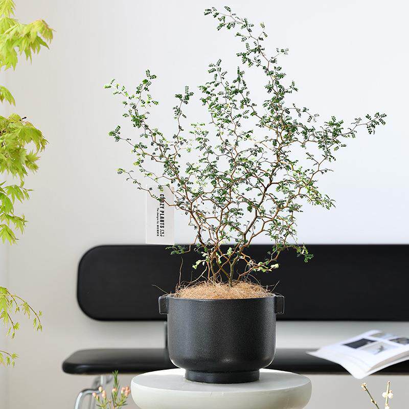 北欧陶瓷花盆黑色发泡釉无孔水培盆栽绿植套盆大口径陶盆手工盆景