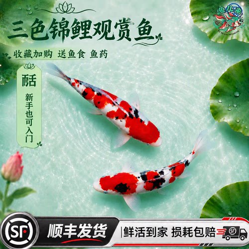 渔儿来纯种精品锦鲤活鱼红白大正三色招财冷水淡水耐活顺丰包赔
