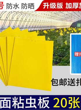 双面家用粘虫板黄板诱虫蓝板纸贴黄色飞虫小黑飞沾果蝇粘纸