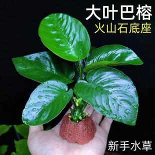 小宝塔水草大叶巴榕宝塔火山石底座鱼缸造景真植物阴性好养新手懒