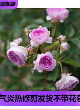 玛姬婶婶紫色微型浓香月季花苗盆栽姬月季金丝雀多头勤花四季开花