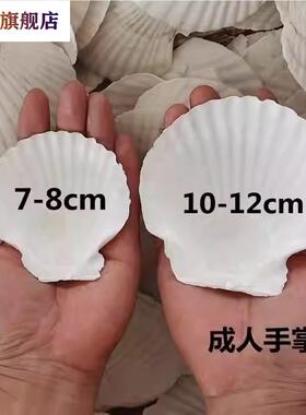扇贝壳烧烤用蒜蓉粉丝手工白红色大小蒸夏威夷半壳大托盘贝壳包邮