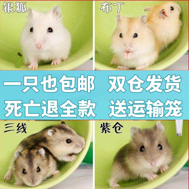 包邮宠物仓鼠银狐布丁鼠金丝熊眼圈奶牛熊珍珠熊小仓鼠