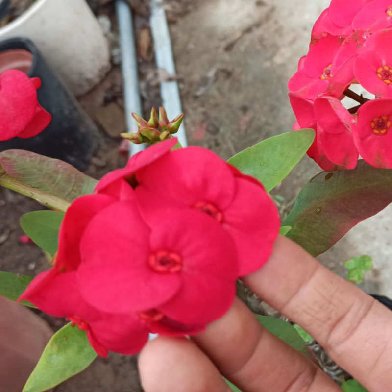 四季开花老桩大叶大花虎刺梅盆栽麒麟花铁海棠耐旱镇宅花卉植物