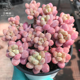 一物一拍洛可可鱼子酱，达芙妮蒂芙尼多头群生多肉植物韩国