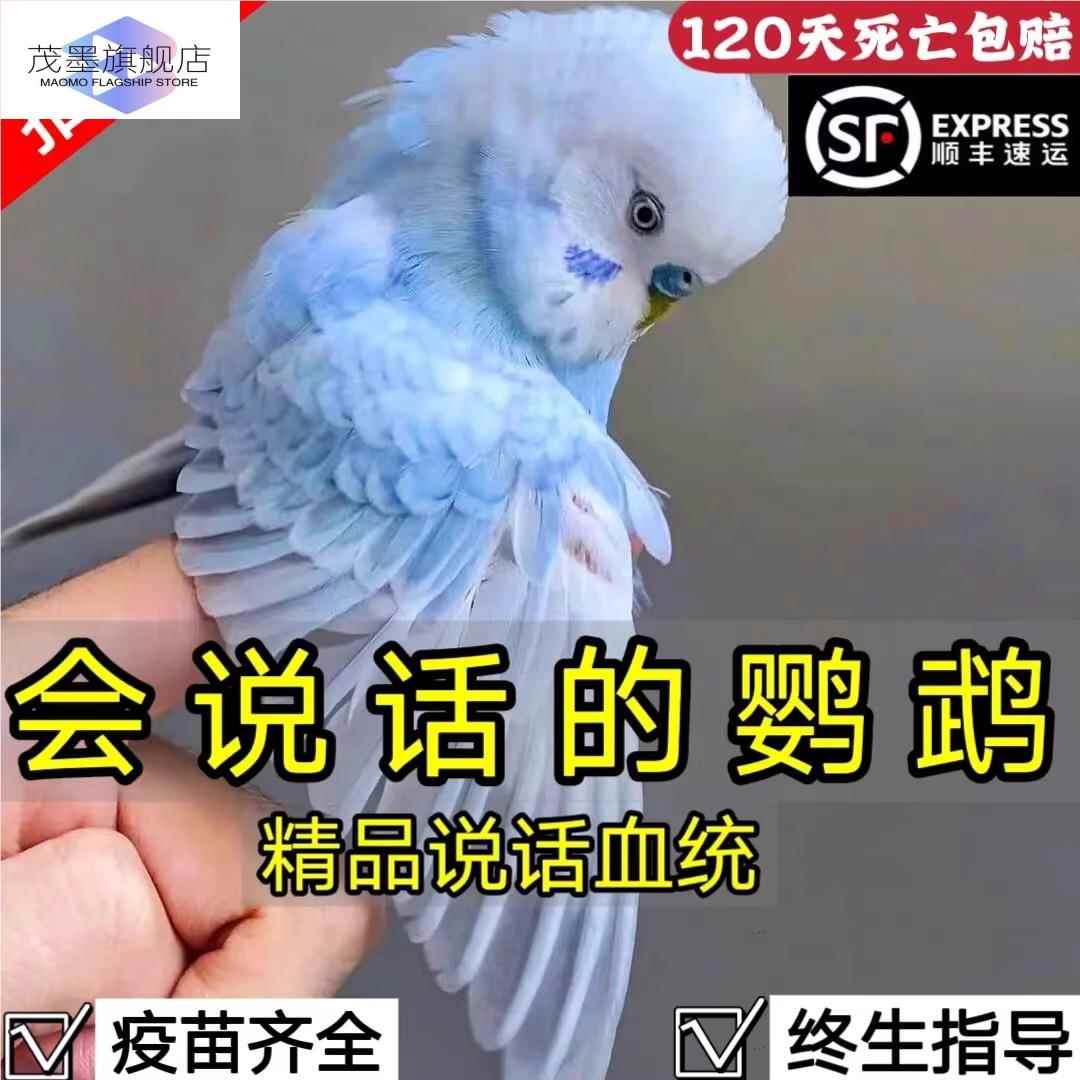 鹦鹉活鸟一公一母虎皮会说话的手养云斑幼鸟儿童宠物活物观赏鸟类