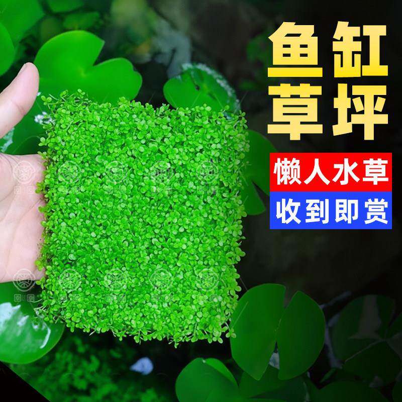 爬地矮珍珠水草鱼缸造景专用日本趴地矮珍珠前景净化水质制氧增氧