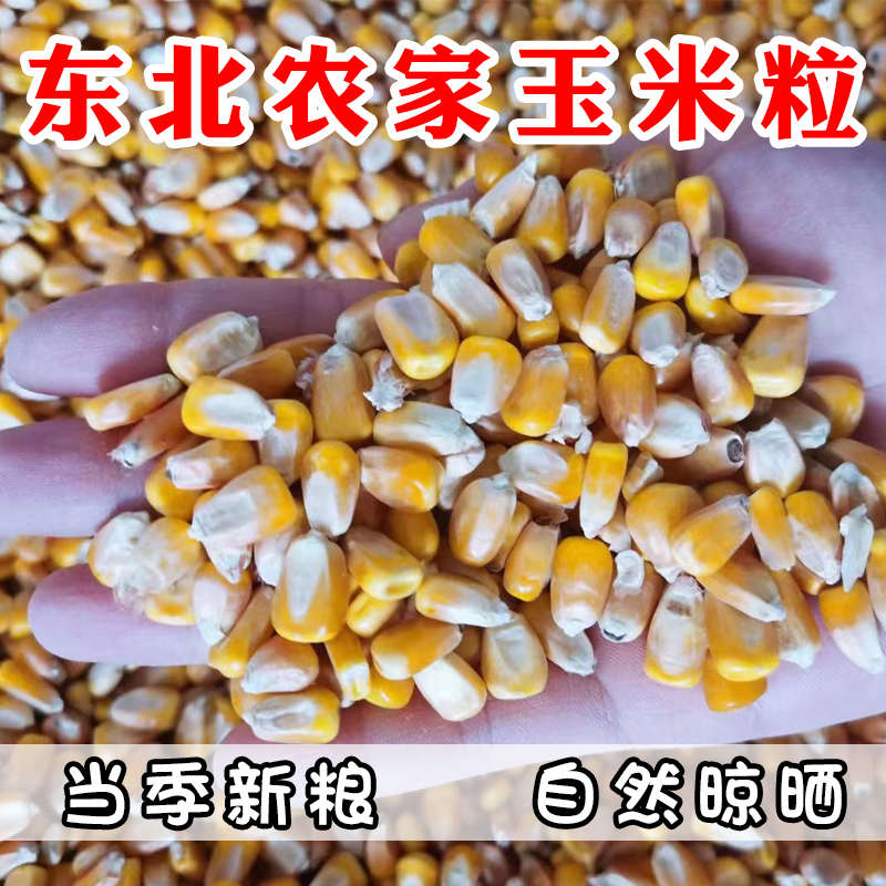 东北农家大玉米粒饲料原料20斤棒子粒干玉米粒钓鱼打窝喂鸽子饲料