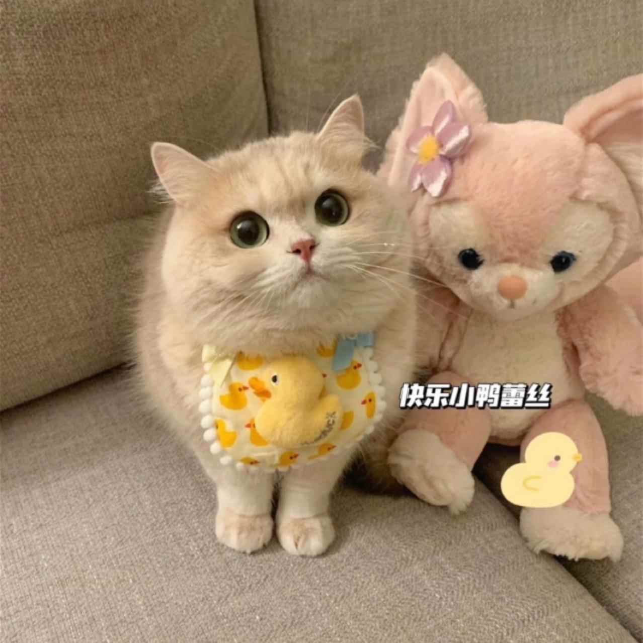 宠物口水巾猫咪围兜狗狗蕾丝围脖手工装饰品布艺项圈可爱拍照布偶