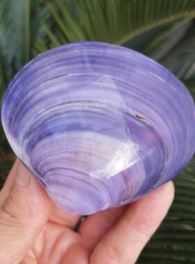 天然紫色海螺贝壳稀有双壳紫蛤水族鱼缸造景装饰创意家居收藏摆件