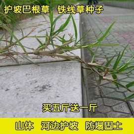 巴根草种子 铁线草 蟋蟀草  防水土流失 固土护坡 护坡种子四季青