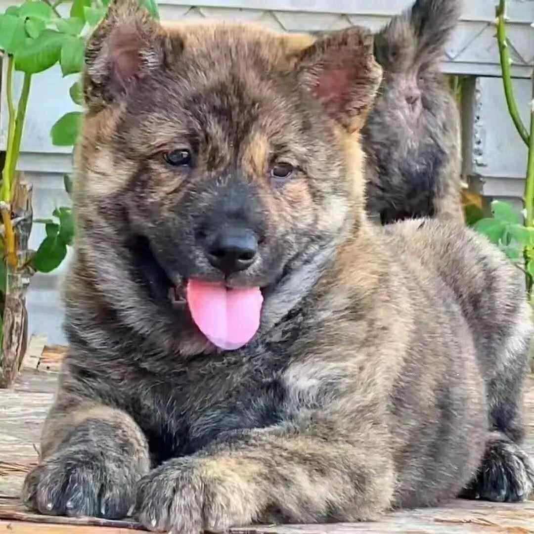 纯种广西土猎犬幼犬狗狗赶山土狗中华田园犬虎头大黑虎斑犬虎斑狗