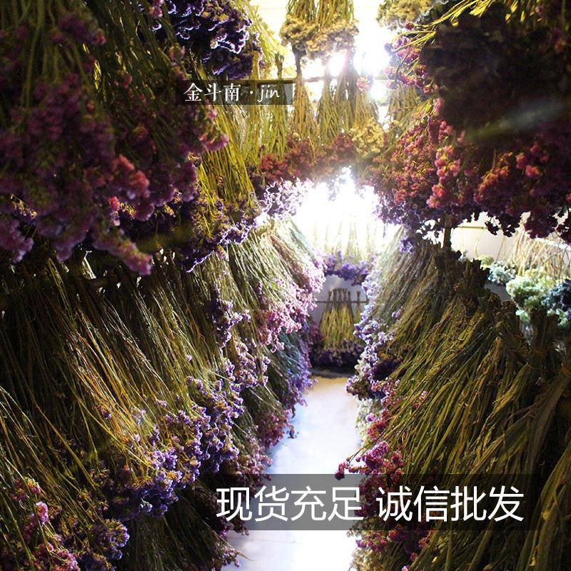 云南勿忘我干花束斗南基地创业淘宝店铺摆摊干花插花倒挂