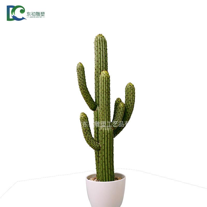 仙人球多肉植物组合仙人掌盆栽办公室桌面水培肉肉植物盆景