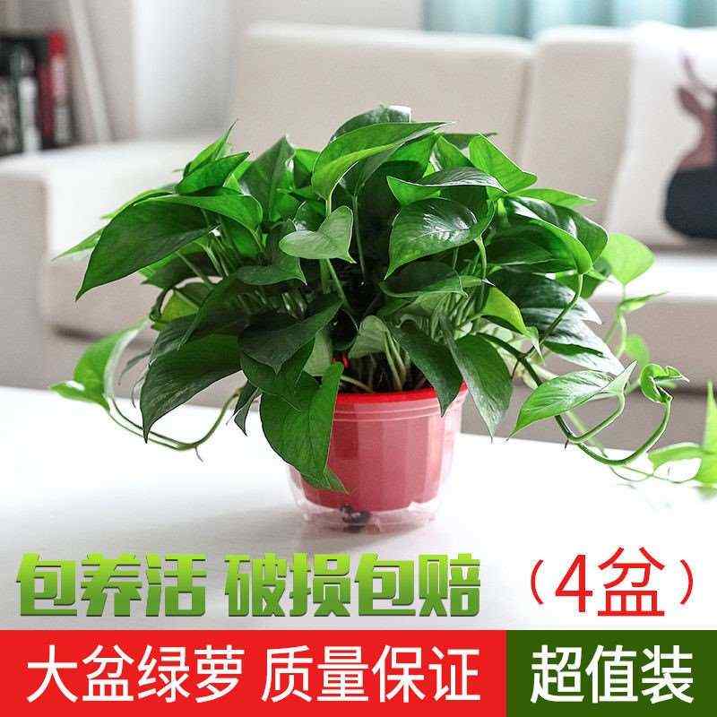 绿萝盆栽吸水花卉室内除甲醛新房长藤绿箩防辐射植物水培绿植