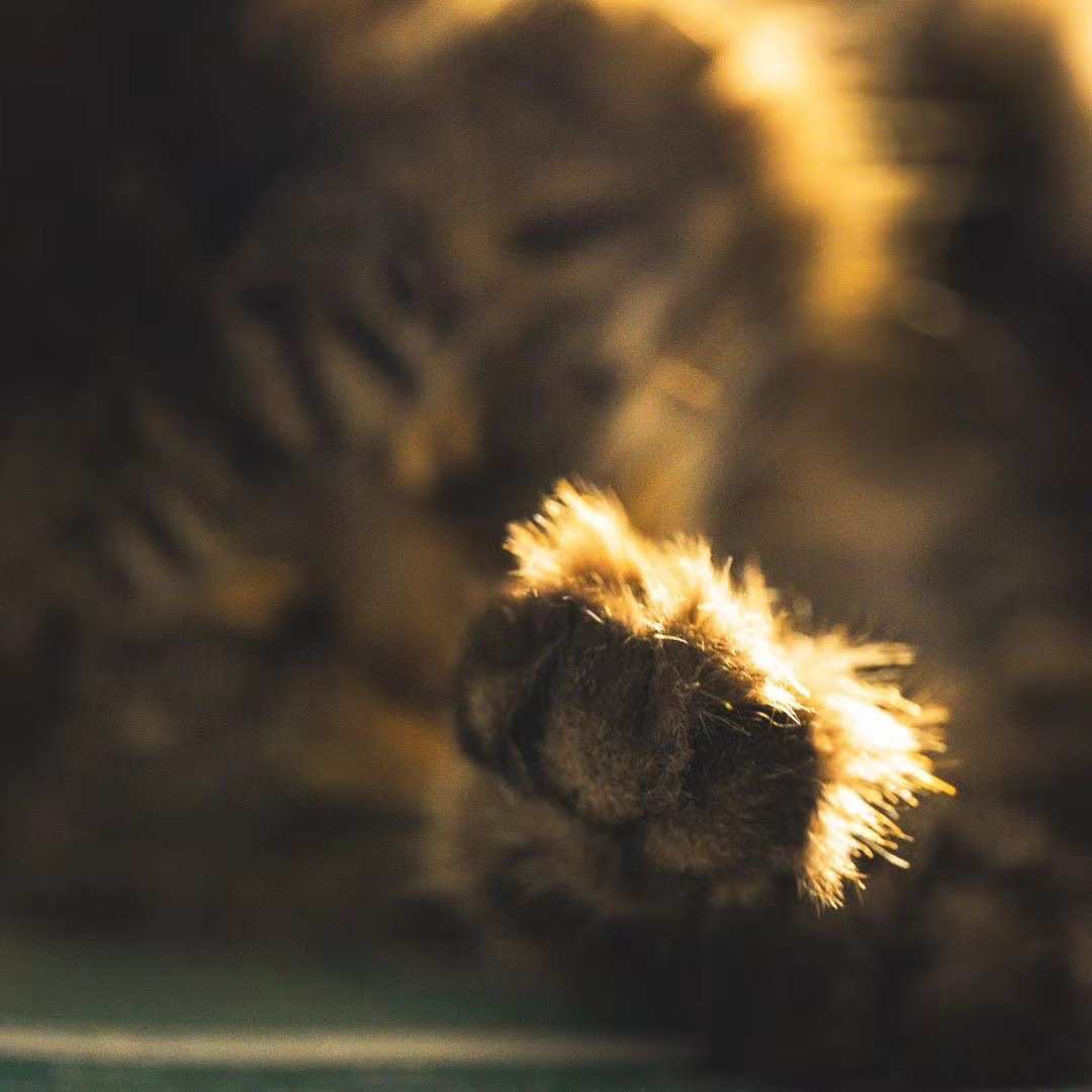 专用替换宠物工厂自动喵享陶瓷饮水机水家水箱盘主机配件宠物直发