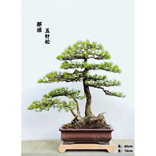 五针松盆景造型大阪松微型实物老树桩精品植物室内罗汉松