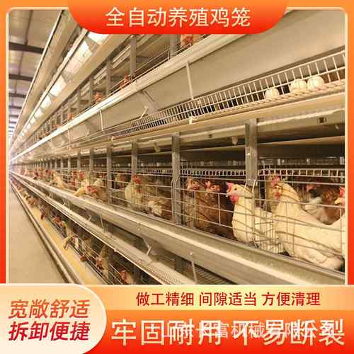 多层阶梯式蛋鸡笼加粗养殖笼具框架蛋鸡笼养殖场层叠式H型鸡笼具