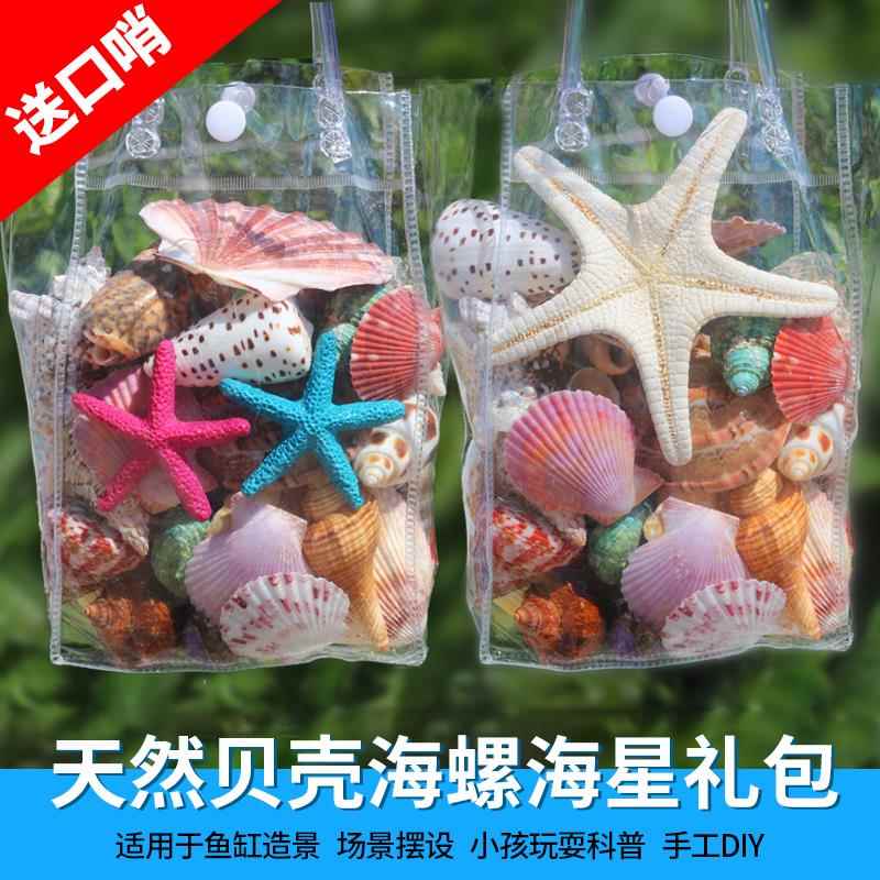 天然大贝壳大海星珊瑚石工艺品装饰品道具鱼缸造景贝壳摆th10