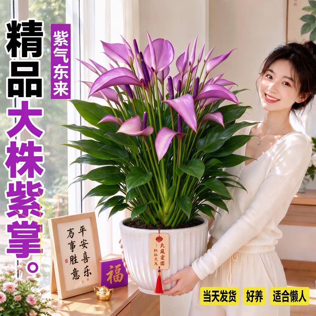 紫掌盆栽带花精品大株四季开办公桌面客厅好养适合懒人绿植旗舰店