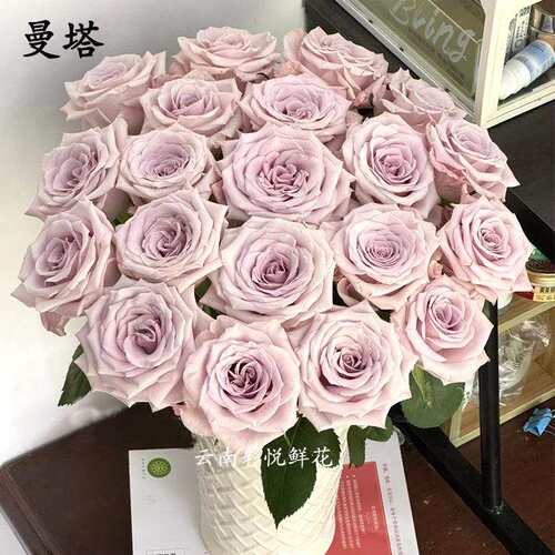 【曼塔玫瑰】昆明鲜切花基地 复古系成白色玫瑰鲜花 插花装饰