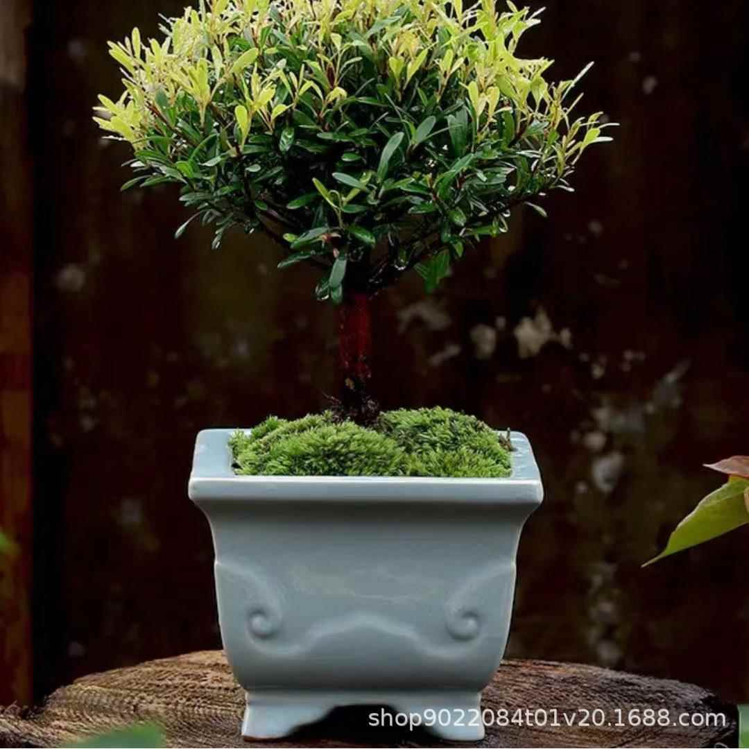 四方造景花盆大号盆景盆陶瓷盆栽肉肉绿植文竹专用菖蒲桌面多肉盆