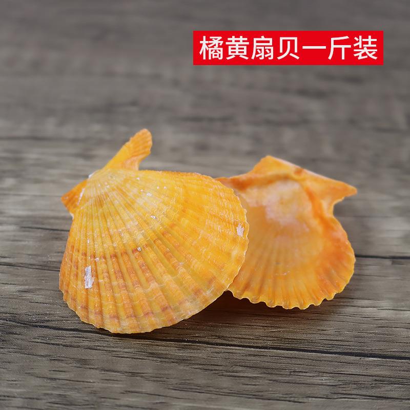 一斤装天橘黄扇贝然贝壳家销售天然黄扇贝-8m粉c丝扇贝贝5壳D厂IY