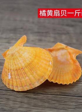一斤装天橘黄扇贝然贝壳家销售天然黄扇贝-8m粉c丝扇贝贝5壳D厂IY