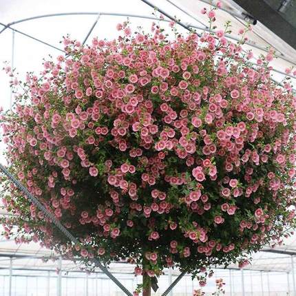 小木槿花苗四季盆栽棒棒糖阳台四季植物庭院花卉耐热开花好养易