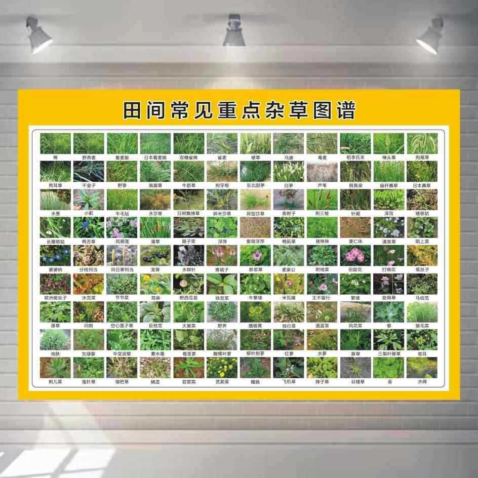 农田杂草图谱禾本科阔叶杂草尖叶圆叶杂草识别彩色图小麦玉米水稻