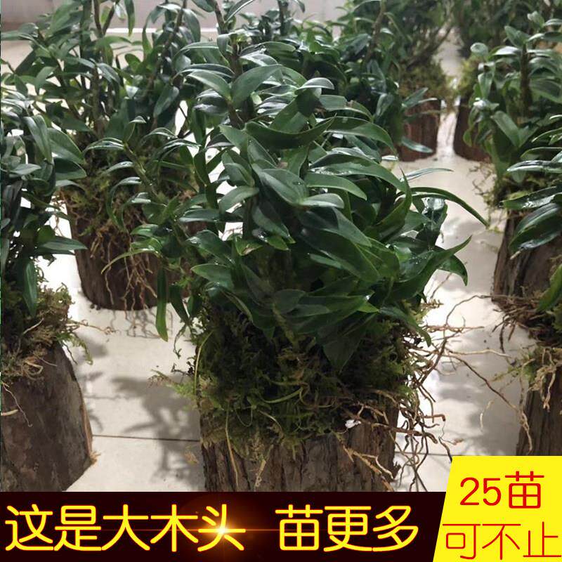 正宗三年霍山铁皮石斛苗25-35株 大木桩栽好石斛兰花盆景种苗包活