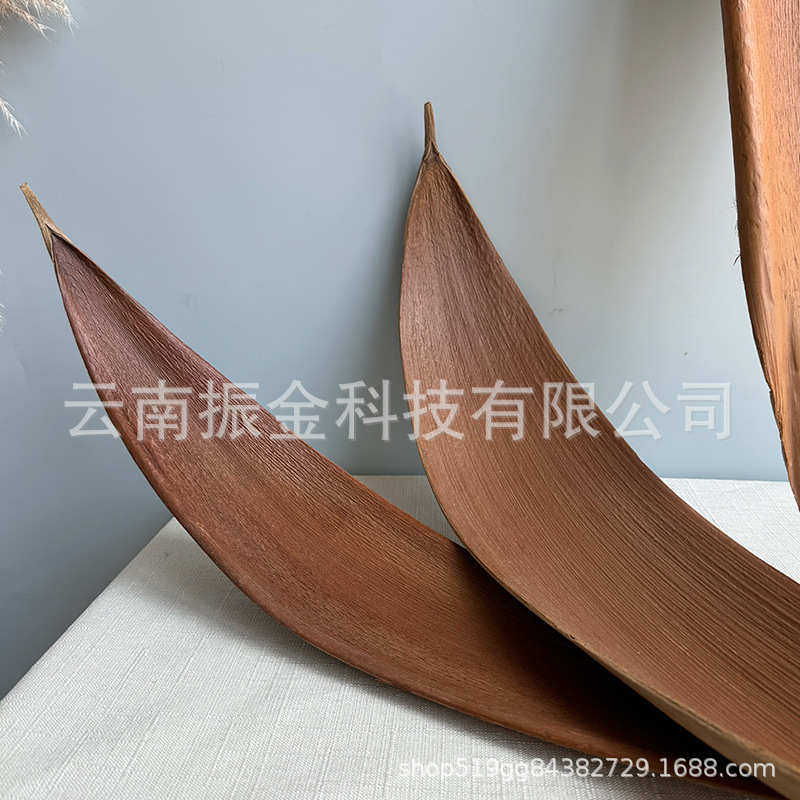 天然植物叶子超级大号可可叶60-80厘米干花样板房工作室饰品道具