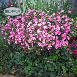 多年生耐寒宿根花卉 秋牡丹 雜交銀蓮花苗 魯紅園藝 野棉花