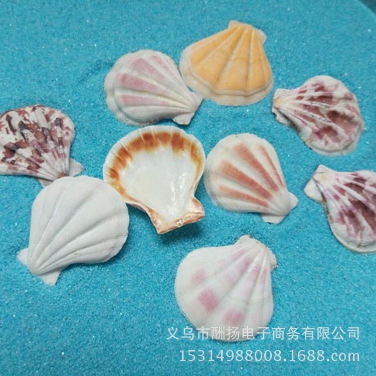 天然壳海螺海1星扇贝 鱼缸地台1装饰地中海风格 件=贝斤海洋.